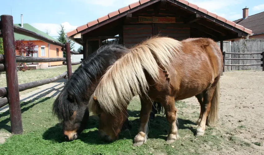 Bagolyvr Inrcs Inrcs - Wellness dls Budapest mellett (1 jtl)