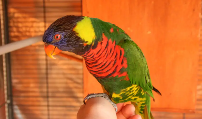 Bagolyvr Inrcs Inrcs - Wellness dls Budapest mellett (1 jtl)