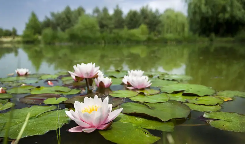 Bodrogi K�ria Wellness Hotel In�rcs - Nyugd�jas kedvezm�nyes �rak f�lpanzi�s ell�t�ssal (1 �jt�l)