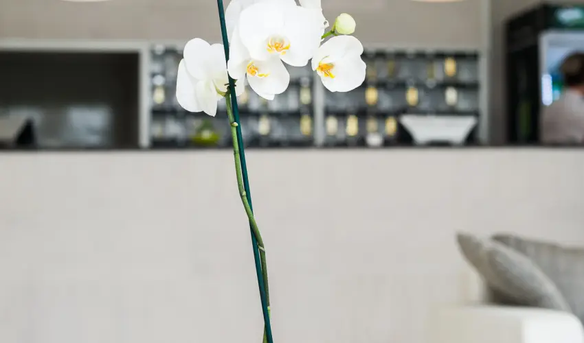 CE Napf�ny Hotel  Si�fok - Napf�nyes balatoni pihen�s (1 �jt�l)