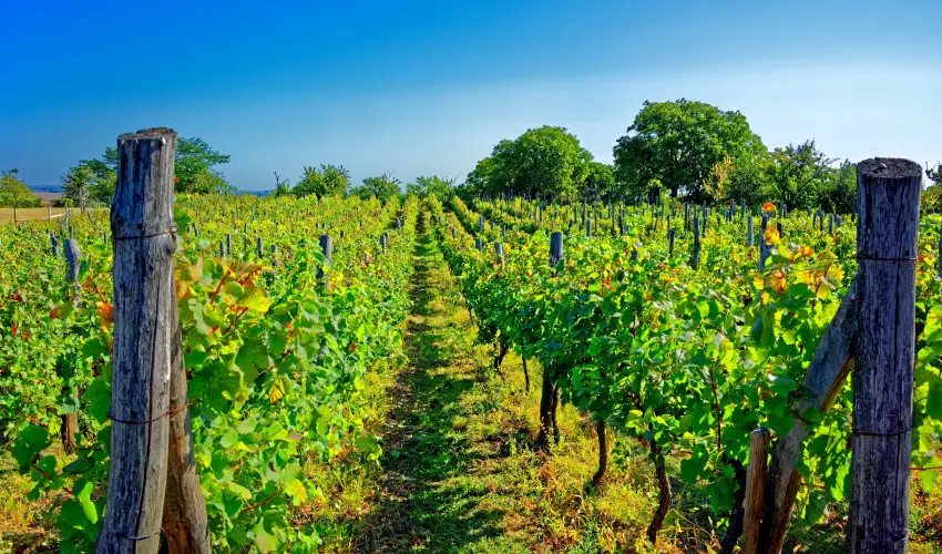 Fried Kast�ly Hotel Simontornya - Nyugd�jas kedvezm�nyes �rak f�lpanzi�s ell�t�ssal (1 �jt�l)