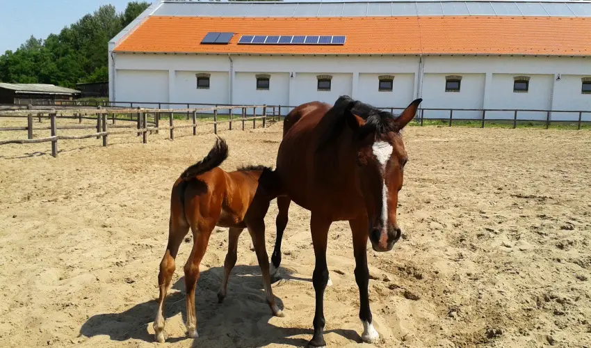 Gerby Kria Hotel s Lovasudvar Lajosmizse - Nyugdjas kedvezmnyes rak (1 jtl)