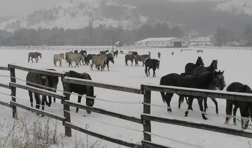 Aliz Villa Szilv�sv�rad - �res� a korai foglal�knak (min. 3 �j)