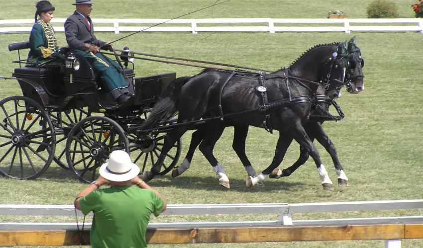 Aliz Villa Szilv�sv�rad - �res� a korai foglal�knak (min. 3 �j)