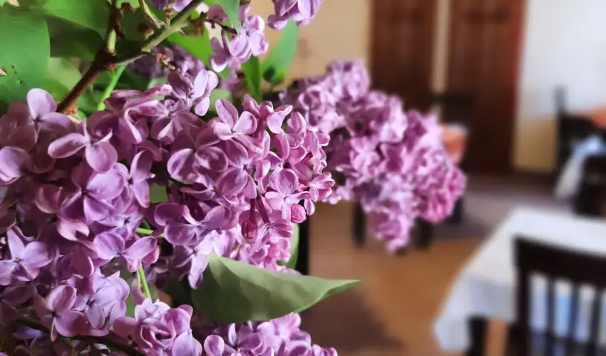 Aliz Villa Szilv�sv�rad - �res� a korai foglal�knak (min. 3 �j)