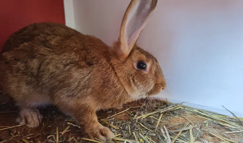 Hel�na Hotel & SPA Lev�l - Nyugd�jas kedvezm�nyes �rak reggelis ell�t�ssal (1 �jt�l)