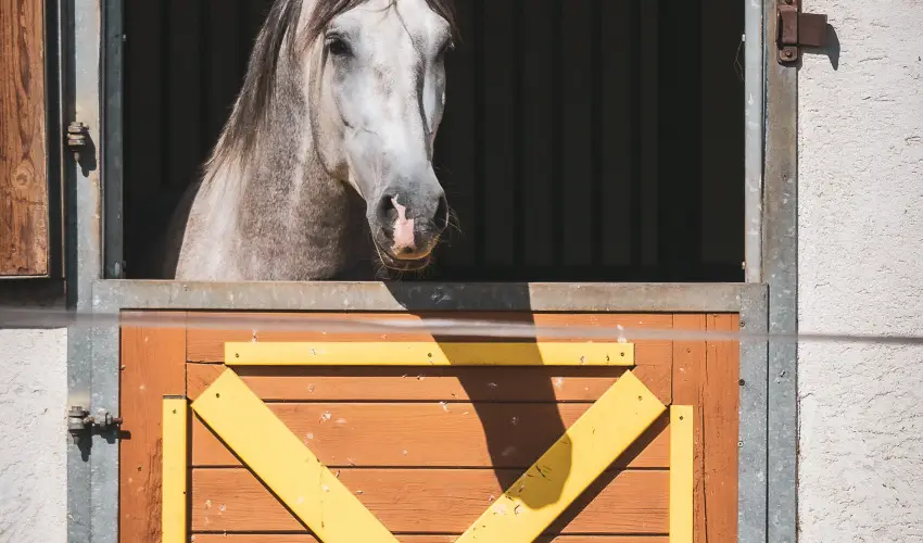 Htkti Wellness Hotel & Lovaspark Mr - Senior napok (min. 2 j)