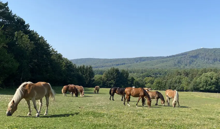 Hotel Szpalma Porva-Szpalmapuszta - Nyugdjas kedvezmnyes rak (1 jtl)