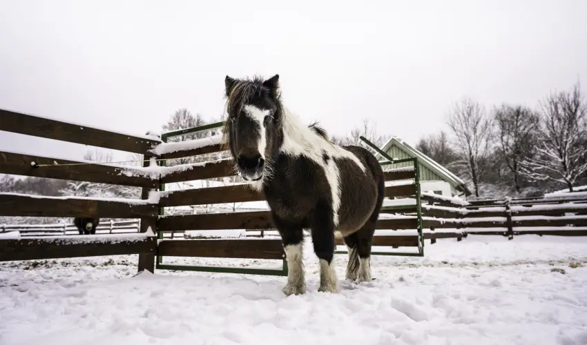 Hotel Sz�palma Porva-Sz�palmapuszta - Nyugd�jas kedvezm�nyes �rak (1 �jt�l)