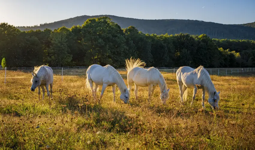 Hotel Sz�palma Porva-Sz�palmapuszta - Nyugd�jas kedvezm�nyes �rak (1 �jt�l)