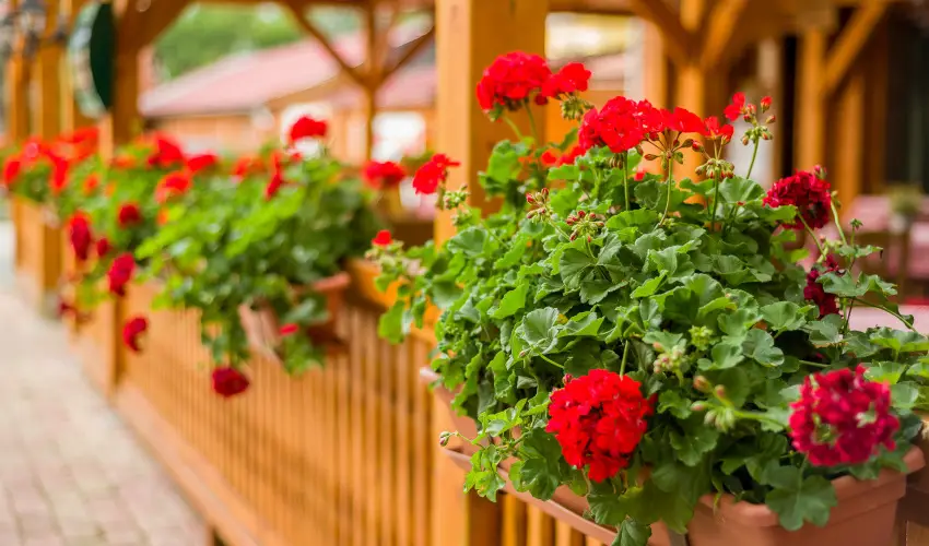 Lipicai Hotel Szilv�sv�rad - Nyugd�jas kedvezm�nyes �rak (1 �jt�l)