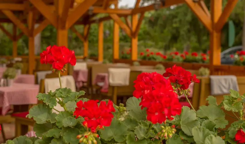 Lipicai Hotel Szilv�sv�rad - Nyugd�jas kedvezm�nyes �rak (1 �jt�l)
