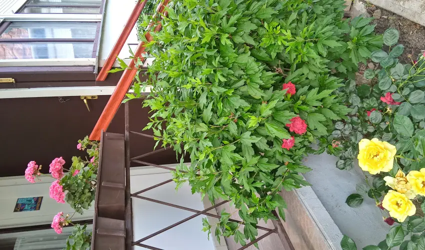 Liza Apartman Gyula - Legjobb r (min. 2 j)