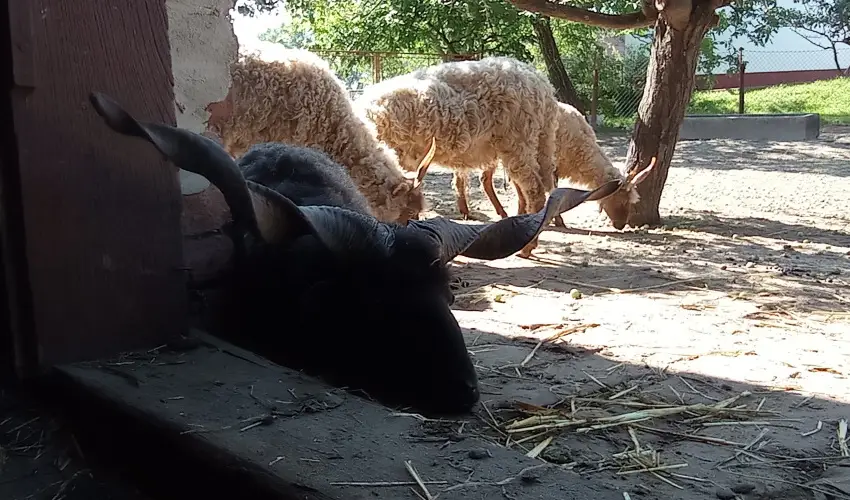 Pni Kuck Vendghz s Minifarm  Hosszvlgy - Nyugdjas kedvezmnyes rak (1 jtl)