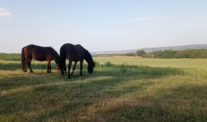 Pni Kuck Vendghz s Minifarm  Hosszvlgy - Nyugdjas kedvezmnyes rak (1 jtl)