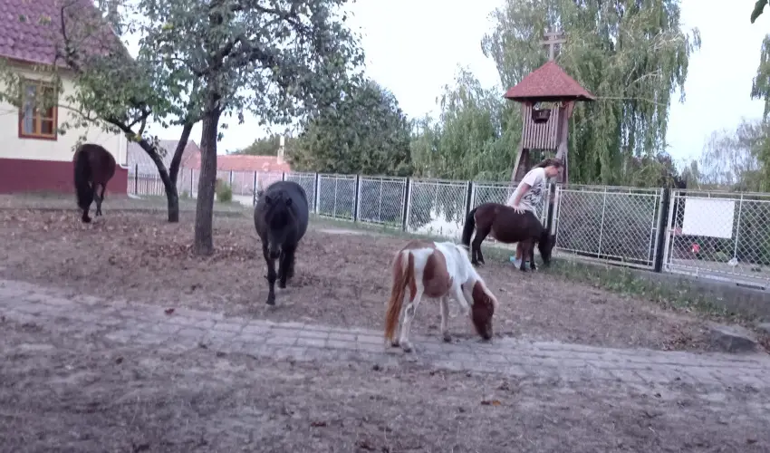 Pni Kuck Vendghz s Minifarm  Hosszvlgy - Nyugdjas kedvezmnyes rak (1 jtl)