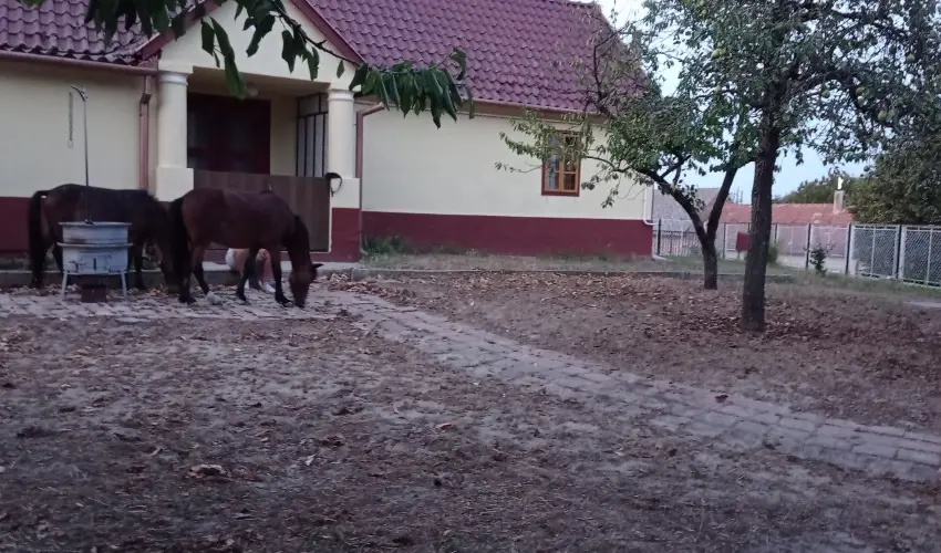 Pni Kuck Vendghz s Minifarm  Hosszvlgy - Nyugdjas kedvezmnyes rak (1 jtl)