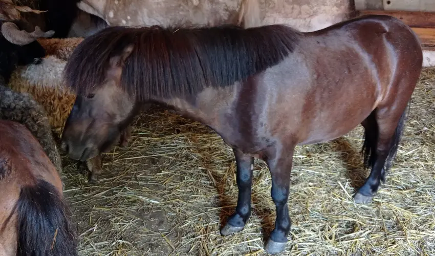 Pni Kuck Vendghz s Minifarm  Hosszvlgy - Nyugdjas kedvezmnyes rak (1 jtl)