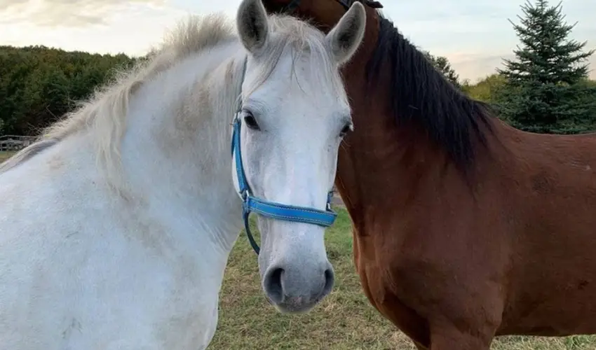 Rcz Tanya Orf - Nyugdjas kedvezmnyes rak (1 jtl)