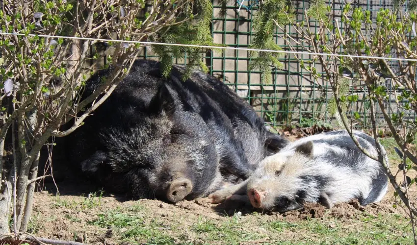Rcz Tanya Orf - Nyugdjas kedvezmnyes rak (1 jtl)