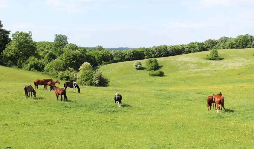 Rcz Tanya Orf - Nyugdjas kedvezmnyes rak (1 jtl)