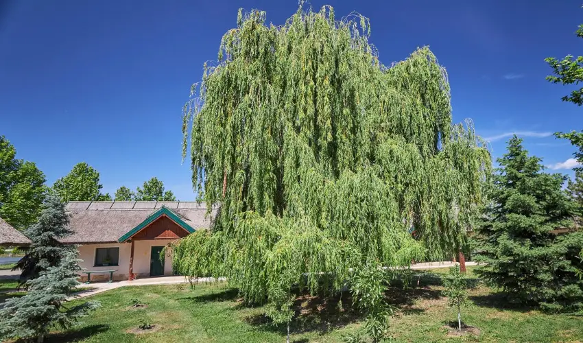 Silver Major Kaba - Nyugd�jas kedvezm�nyes �rak (1 �jt�l)