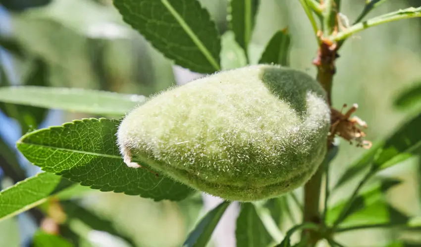 Silver Major Kaba - Nyugd�jas kedvezm�nyes �rak (1 �jt�l)