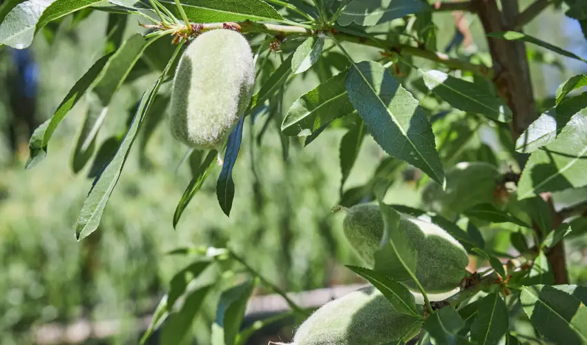 Silver Major Kaba - Nyugd�jas kedvezm�nyes �rak (1 �jt�l)