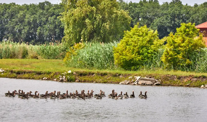 Silver Major Kaba - Nyugd�jas kedvezm�nyes �rak (1 �jt�l)