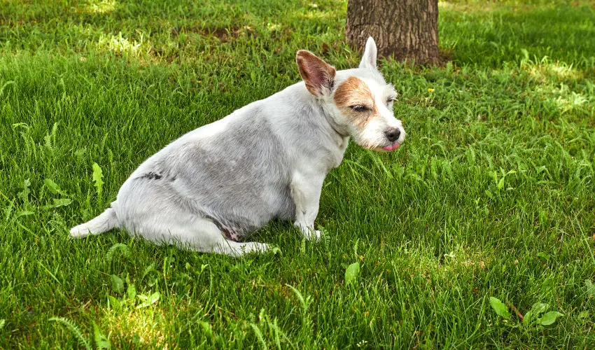 Silver Major Kaba - Nyugd�jas kedvezm�nyes �rak (1 �jt�l)