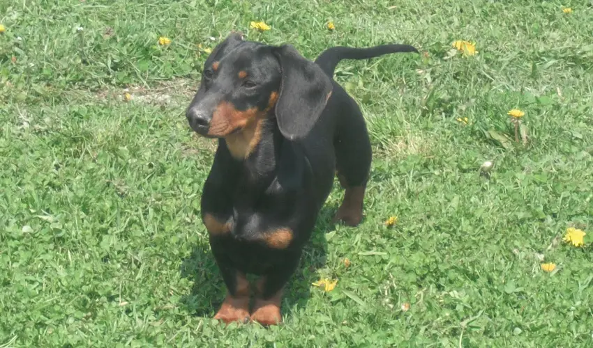 Sokoró Fogadó Sokorópátka - Nyugdíjas kedvezményes árak félpanziós ellátással (1 éjtől)