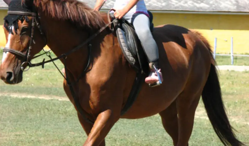 Sokoró Fogadó Sokorópátka - Nyugdíjas kedvezményes árak félpanziós ellátással (1 éjtől)