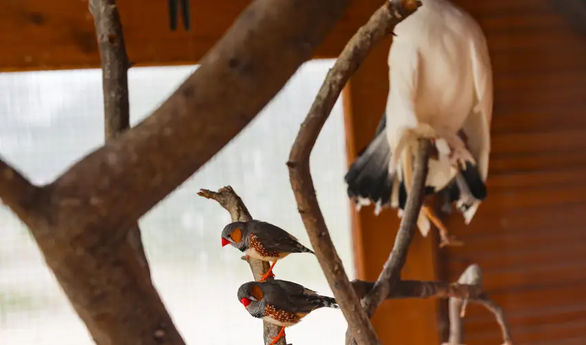 Sokoró Fogadó Sokorópátka - Nyugdíjas kedvezményes árak félpanziós ellátással (1 éjtől)