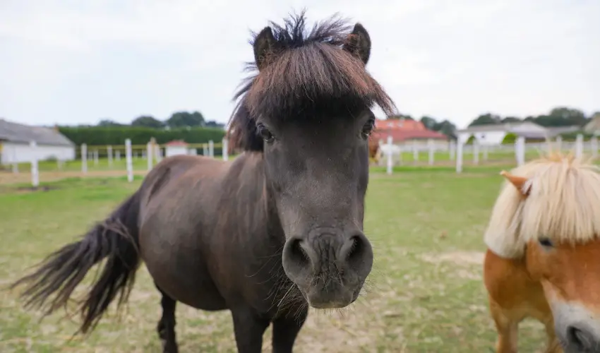 Sokoró Fogadó Sokorópátka - Nyugdíjas kedvezményes árak félpanziós ellátással (1 éjtől)