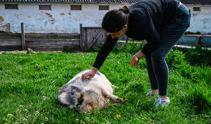 Sokor� Fogad� Sokor�p�tka - Kemenc�s h�tv�ge (min. 2 �j)