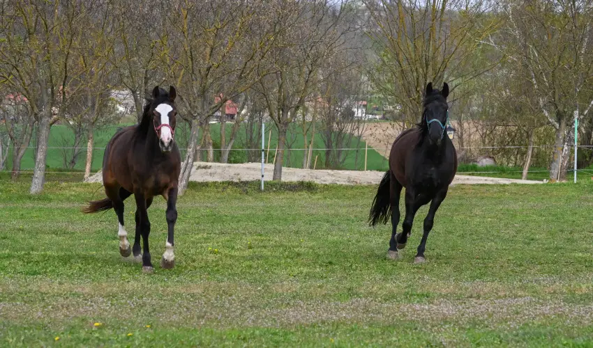 Sokor� Fogad� Sokor�p�tka - Kemenc�s h�tv�ge (min. 2 �j)