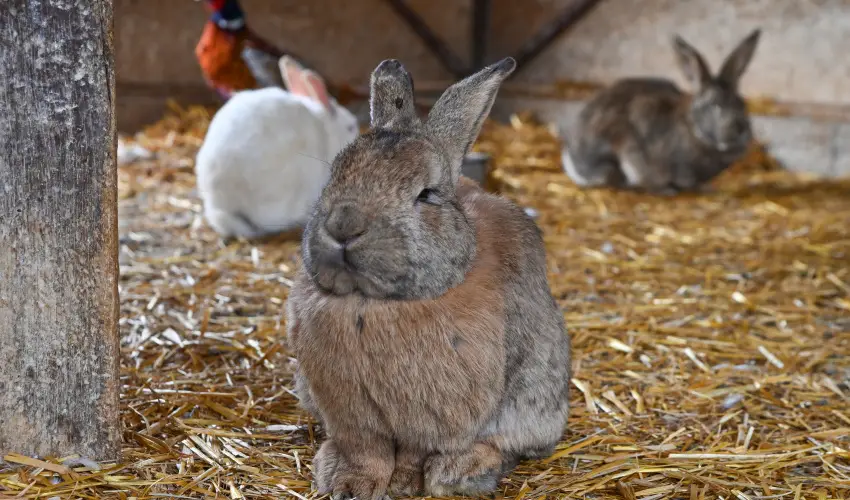 Sokor� Fogad� Sokor�p�tka - Kemenc�s h�tv�ge (min. 2 �j)