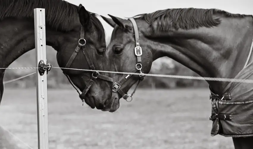 Sokor� Fogad� Sokor�p�tka - Kemenc�s h�tv�ge (min. 2 �j)