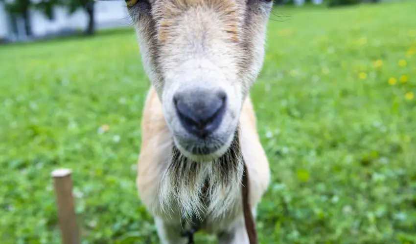 Terml Apartmanok & Kemping Harkny Harkny - Nyugdjas kedvezmnyes rak (1 jtl)