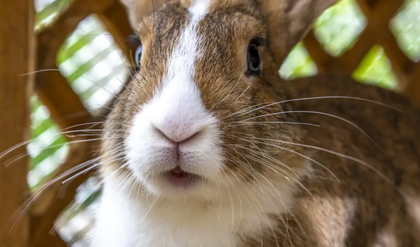 Terml Apartmanok & Kemping Harkny Harkny - Nyugdjas kedvezmnyes rak (1 jtl)