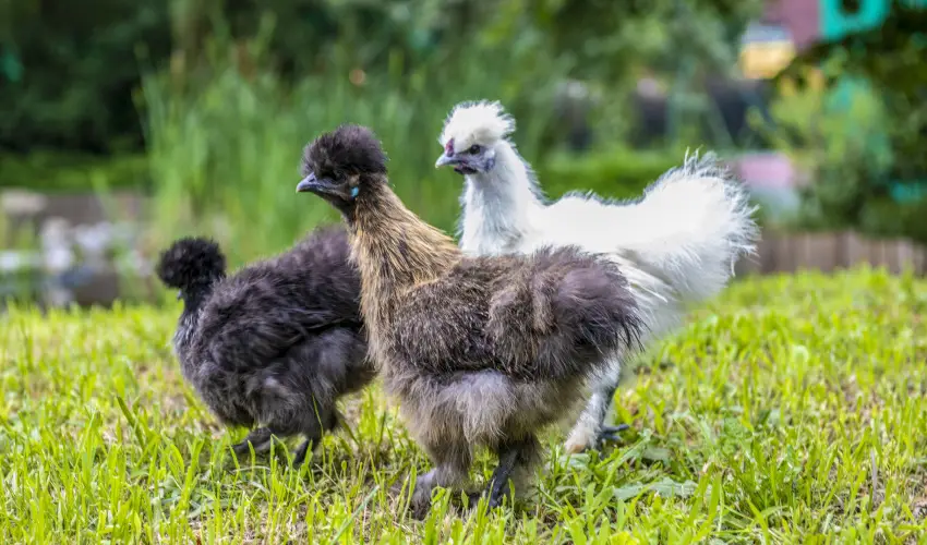 Terml Apartmanok & Kemping Harkny Harkny - Nyugdjas kedvezmnyes rak (1 jtl)