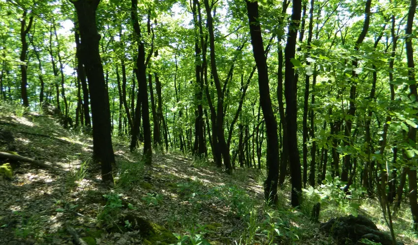 T�kert Fogad� Nagym�nyok - Ny�ri pihen�s (min. 5 �j)