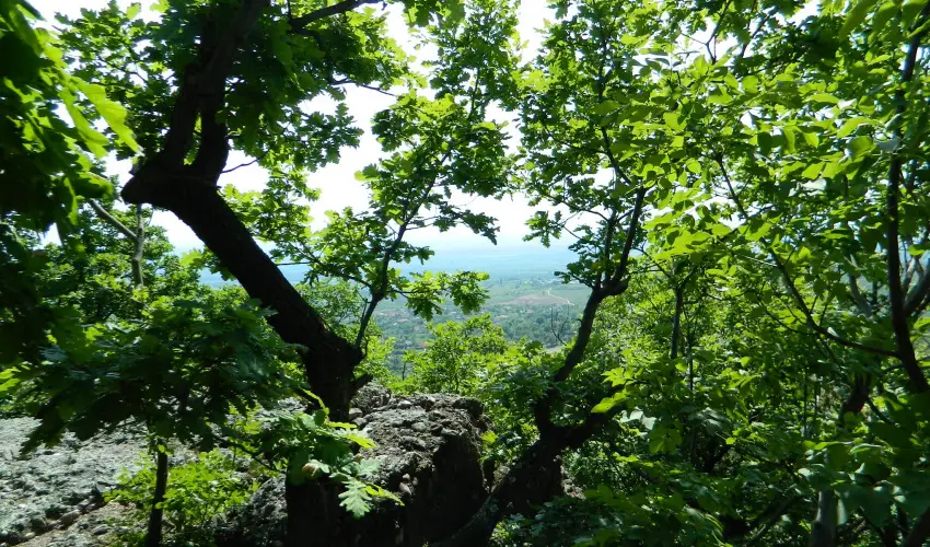 T�kert Fogad� Nagym�nyok - Ny�ri pihen�s (min. 5 �j)