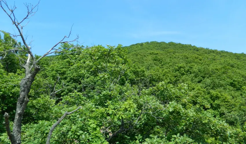 T�kert Fogad� Nagym�nyok - Ny�ri pihen�s (min. 5 �j)